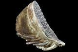 Woolly Mammoth Molar (Great Roots) - Hungary #87483-1
